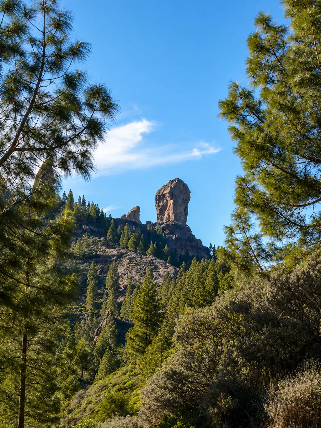 El Roque Nublo asomando entre pinos canarios, en el centro de Gran Canaria.